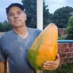 produtor-rural-10-quilos-mamao