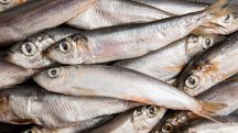 sardinha-freepik