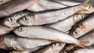 sardinha-freepik