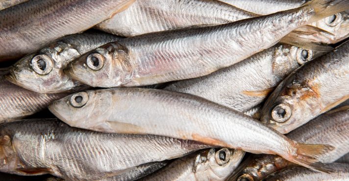 sardinha-freepik