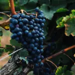 Uvas da vinícola Casa Soncini, de Itaí: medalha de ouro | Foto: Divulgação/Agência SP