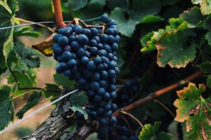 Uvas da vinícola Casa Soncini, de Itaí: medalha de ouro | Foto: Divulgação/Agência SP