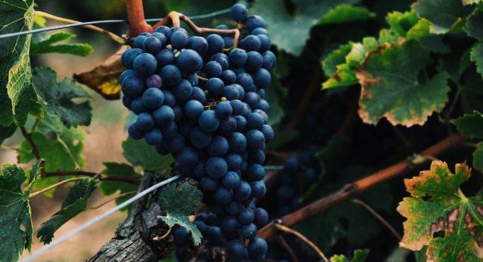Uvas da vinícola Casa Soncini, de Itaí: medalha de ouro | Foto: Divulgação/Agência SP