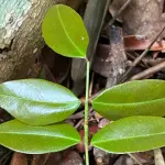A Copaifera lucens é encontrada especialmente em áreas de Mata Atlântica | Foto: Geovane Siqueira/iNaturalist usp