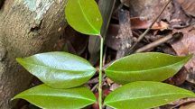 A Copaifera lucens é encontrada especialmente em áreas de Mata Atlântica | Foto: Geovane Siqueira/iNaturalist usp