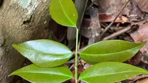 A Copaifera lucens é encontrada especialmente em áreas de Mata Atlântica | Foto: Geovane Siqueira/iNaturalist usp