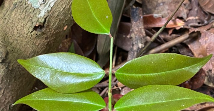A Copaifera lucens é encontrada especialmente em áreas de Mata Atlântica | Foto: Geovane Siqueira/iNaturalist usp