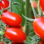 Programa A Força do Agro dia 19 de maio