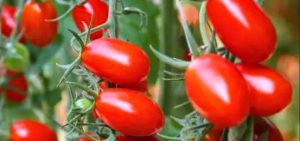 Programa A Força do Agro dia 19 de maio