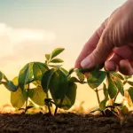 Programa A Força do Agro dia 27 de maio