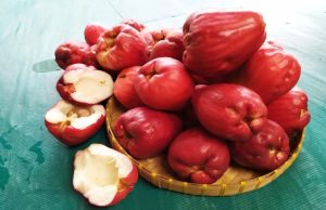 Programa A Força do Agro dia 29 de maio