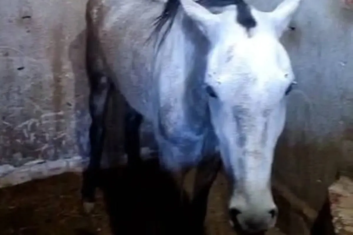 MPSP processa fabricante de ração investigada por mortes de cavalos