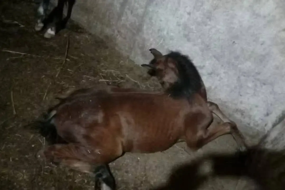 a empresa usou resíduos de soja contaminados na fabricação de rações para equinos, bovinos, suínos e aves