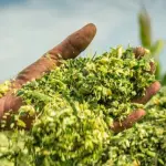 Programa A Força do Agro dia 12 de maio
