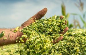 Programa A Força do Agro dia 12 de maio