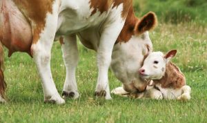 Programa A Força do Agro dia 13 de maio