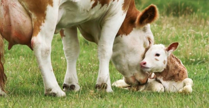Programa A Força do Agro dia 13 de maio