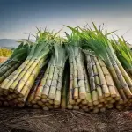 Programa A Força do Agro dia 4 de maio