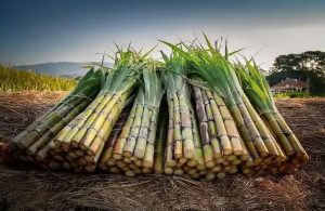 Programa A Força do Agro dia 4 de maio