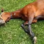 MPSP processa fabricante de ração investigada por mortes de cavalos
