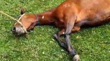 MPSP processa fabricante de ração investigada por mortes de cavalos