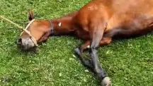 MPSP processa fabricante de ração investigada por mortes de cavalos