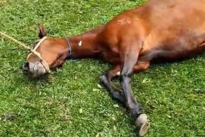 MPSP processa fabricante de ração investigada por mortes de cavalos