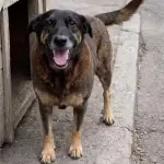 O cão Orelha tinha 10 anos quando morreu | Foto: Reprodução/X