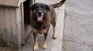 O cão Orelha tinha 10 anos quando morreu | Foto: Reprodução/X