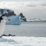 pinguim antártica - artigo de ricardo felício sobre aquecimento
