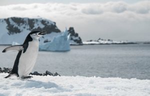 pinguim antártica - artigo de ricardo felício sobre aquecimento