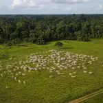 A atuação da Apria foi determinante para levar ao Judiciário uma realidade enfrentada por milhares de produtores na Amazônia | Foto: Divulgação/Oeste | Imagem criada com o auxílio de inteligência artificial
