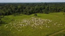A atuação da Apria foi determinante para levar ao Judiciário uma realidade enfrentada por milhares de produtores na Amazônia | Foto: Divulgação/Oeste | Imagem criada com o auxílio de inteligência artificial
