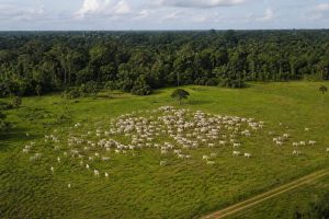 A atuação da Apria foi determinante para levar ao Judiciário uma realidade enfrentada por milhares de produtores na Amazônia | Foto: Divulgação/Oeste | Imagem criada com o auxílio de inteligência artificial