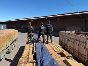 cocaína na madeira