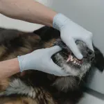 Nova lei criminaliza exercício ilegal da medicina veterinária