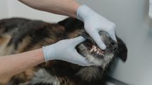 Nova lei criminaliza exercício ilegal da medicina veterinária
