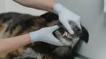 Nova lei criminaliza exercício ilegal da medicina veterinária