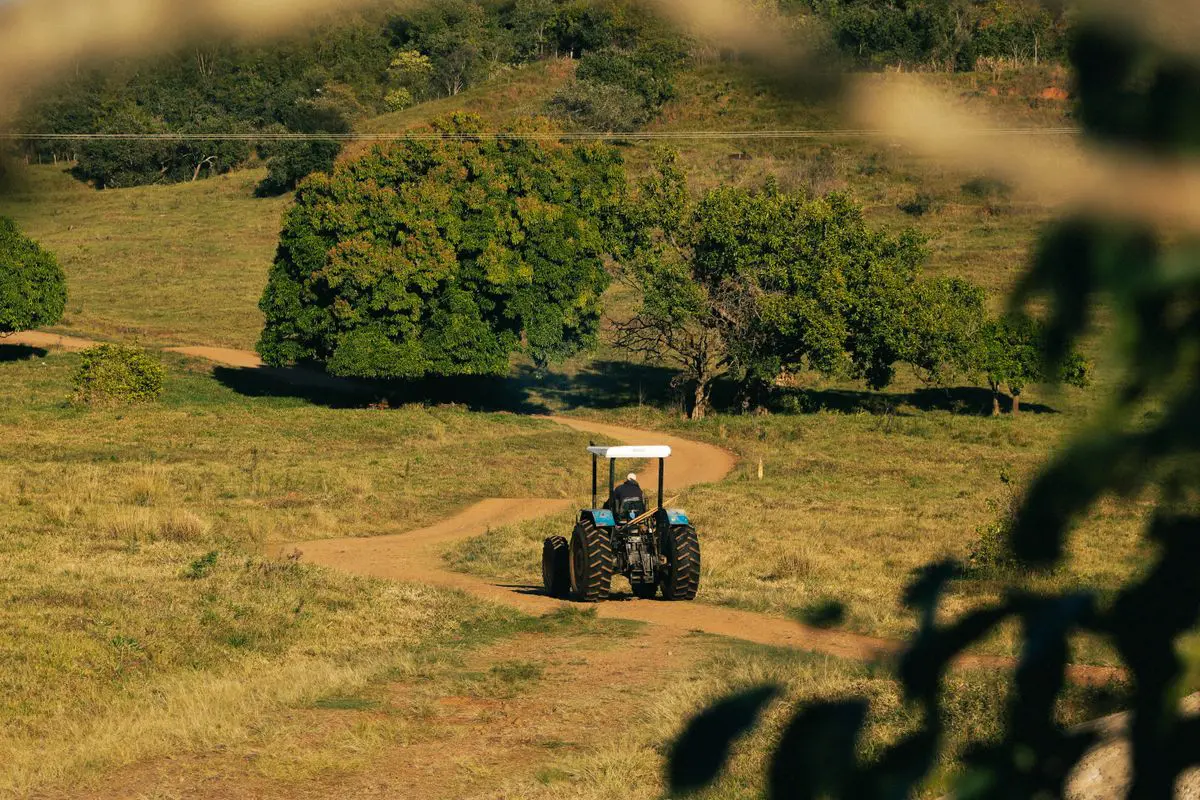 Vista traseira distante de um trator azul com capota branca avançando por uma estrada de terra sinuosa em um pasto inclinado, cercado por grandes árvores verdes e vegetação nativa sob a luz do sol.