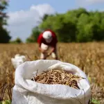 Programa A Força do Agro dia 23 de junho
