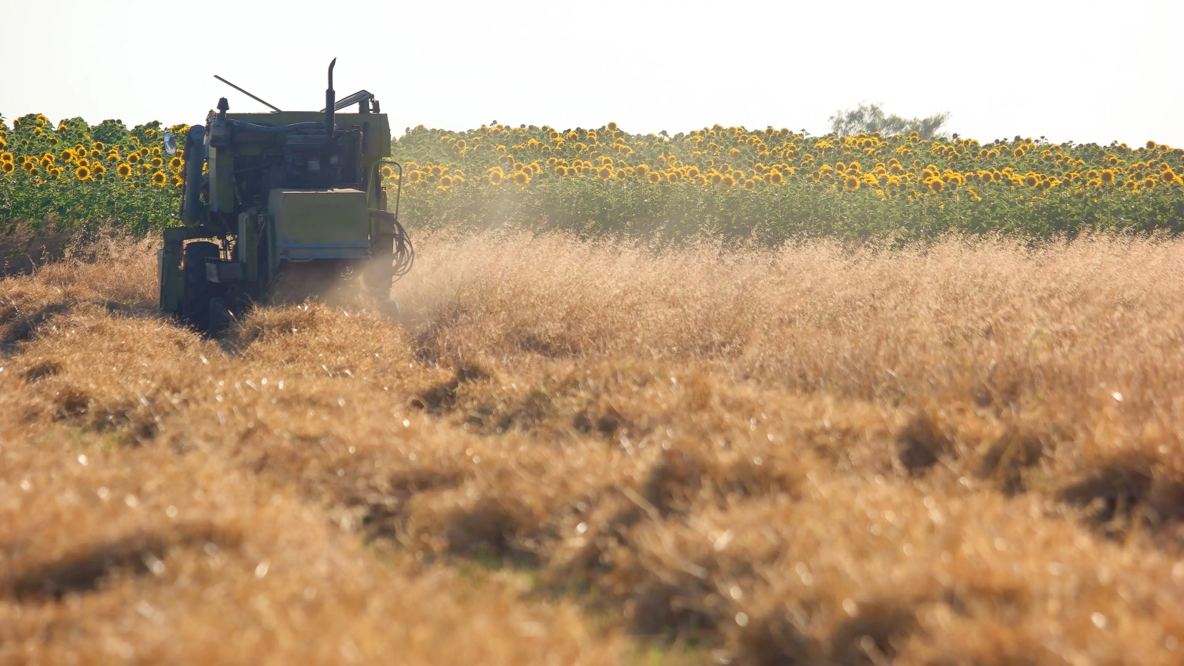 Programa A Força do Agro dia 30 de junho