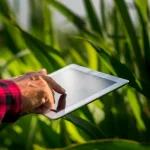 Mão segurando tablet entre plantas cultivadas para analisar informações climáticas e condições da lavoura.