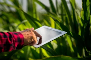 Mão segurando tablet entre plantas cultivadas para analisar informações climáticas e condições da lavoura.