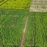 Vista aérea de áreas agrícolas com diferentes cultivos organizados em talhões, mostrando a produção de matéria-prima para a agroindústria.