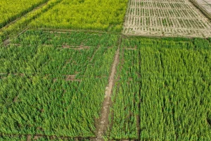 Vista aérea de áreas agrícolas com diferentes cultivos organizados em talhões, mostrando a produção de matéria-prima para a agroindústria.