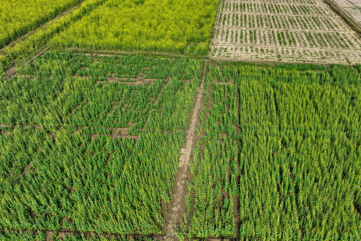 Vista aérea de áreas agrícolas com diferentes cultivos organizados em talhões, mostrando a produção de matéria-prima para a agroindústria.