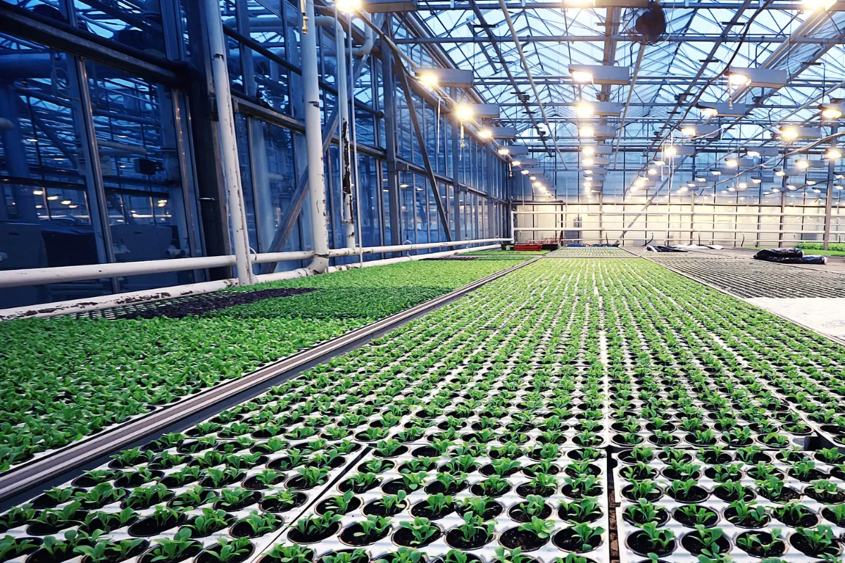 Mudas cultivadas em bandejas dentro de estufa agrícola moderna, etapa importante para o controle de qualidade na produção de alimentos.