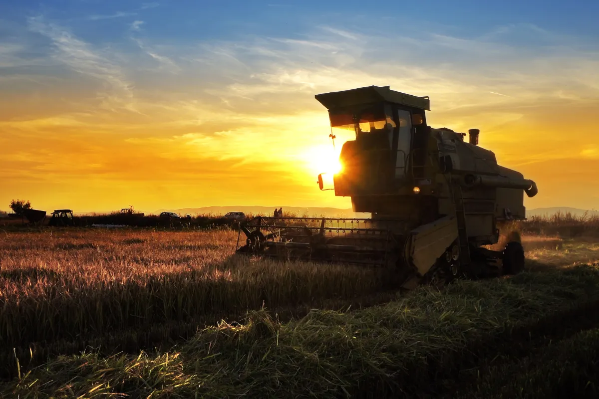 Máquina colhendo lavoura ao pôr do sol em cenário de produção agrícola do agronegócio no Brasil.