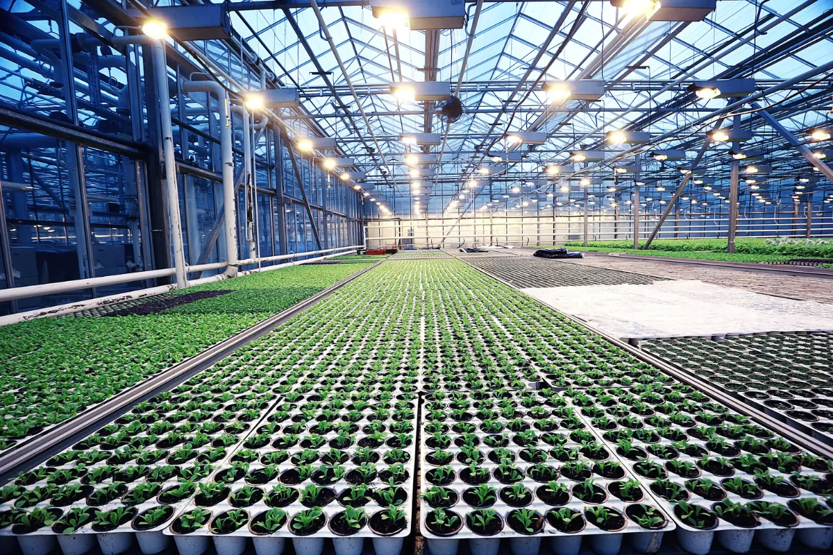 Estufa agrícola com mudas organizadas em bandejas mostrando produção intensiva no agronegócio no Brasil.