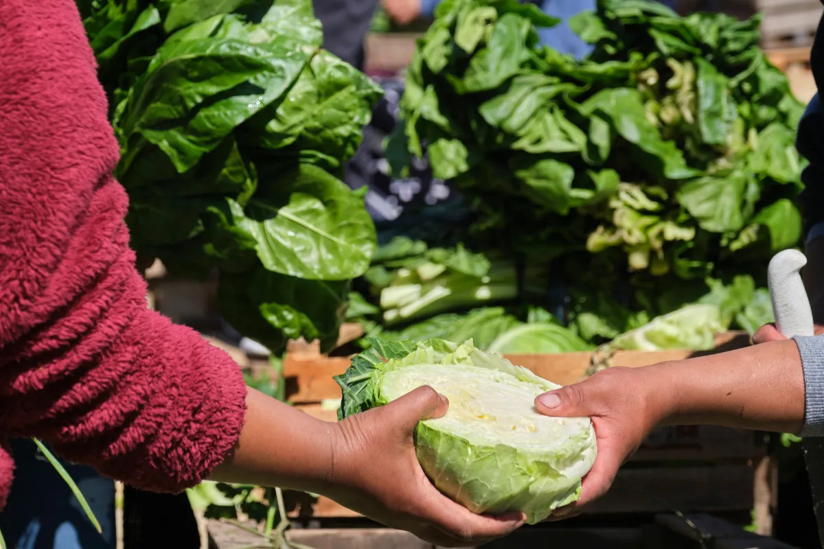 Pessoa entregando repolho em feira com verduras ao fundo representando comercialização e preço dos alimentos.